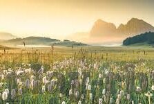 大象传媒在线下载app-探索大象传媒在线下载APP，重塑娱乐与信息获取的边界
